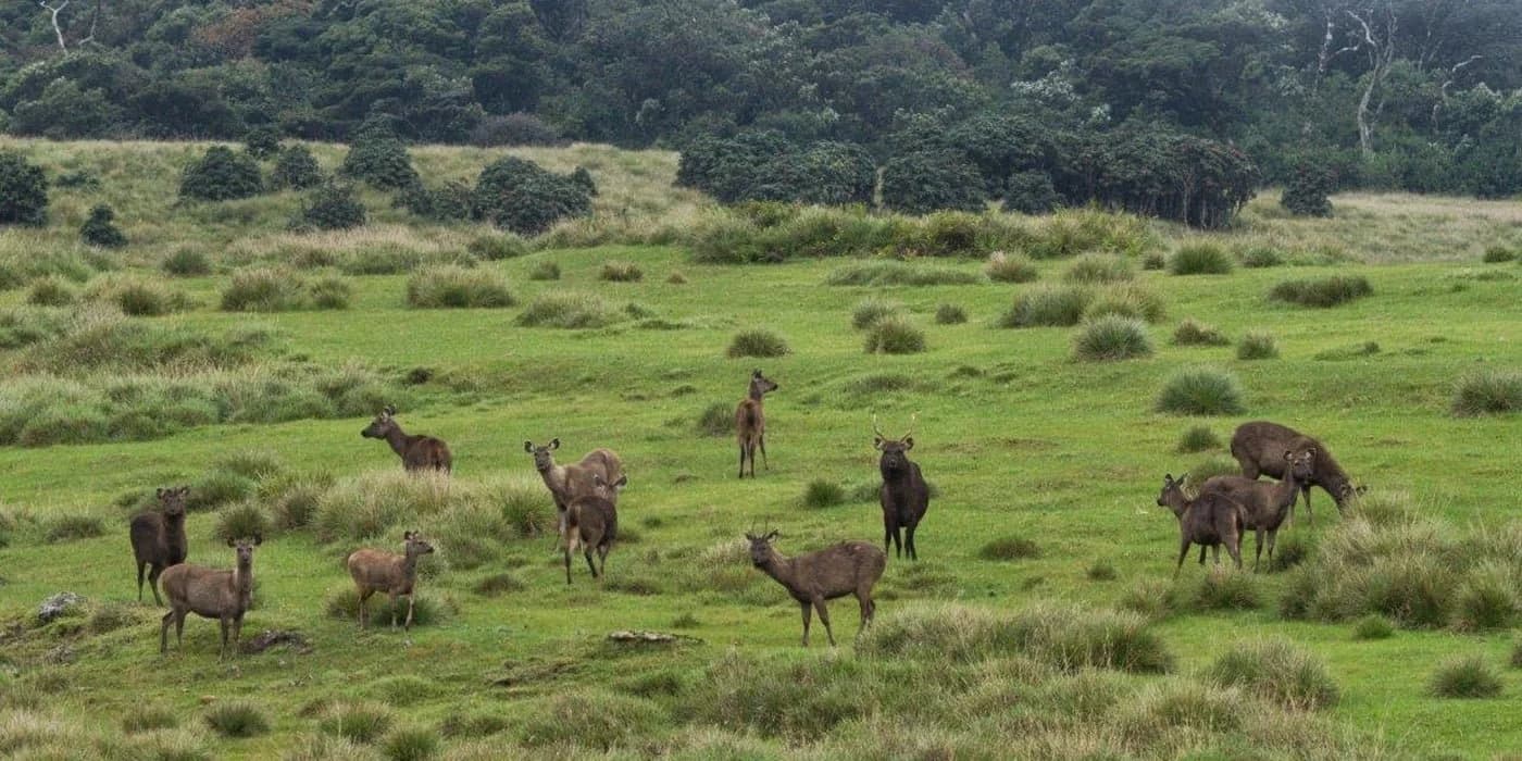 Why Horton Plains is More Than Just a Hike - Image 2