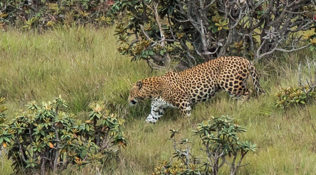 Why Horton Plains is More Than Just a Hike - Image 3
