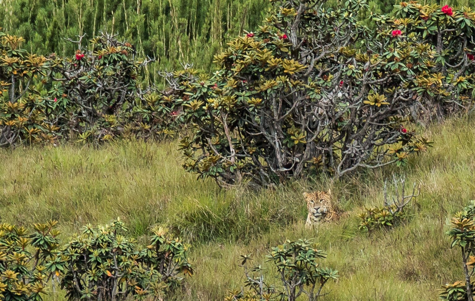 Why Horton Plains is More Than Just a Hike - Image 4