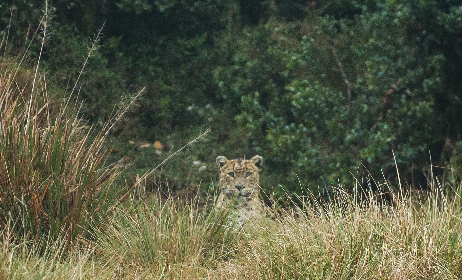 Why Horton Plains is More Than Just a Hike - Image 5